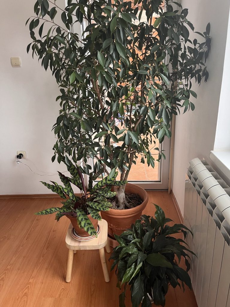 Photo of my living room with 1 large and 2 smaller plants.