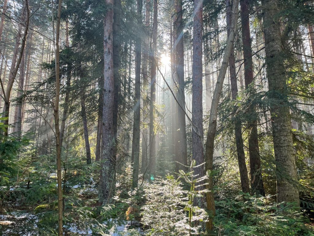 The photo of my morning walk through the woods as I am trying to reduce screentime