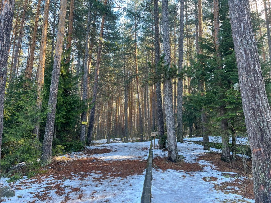 The photo of woods, showing the power of now and being present