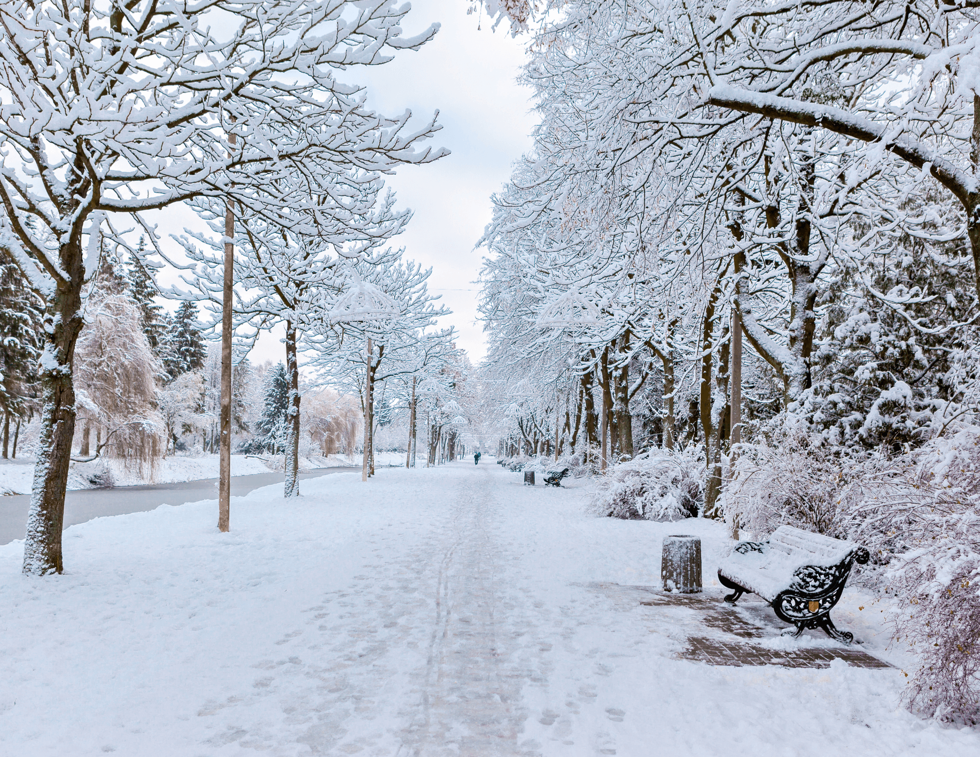 Photo of the park in winter representing the new year