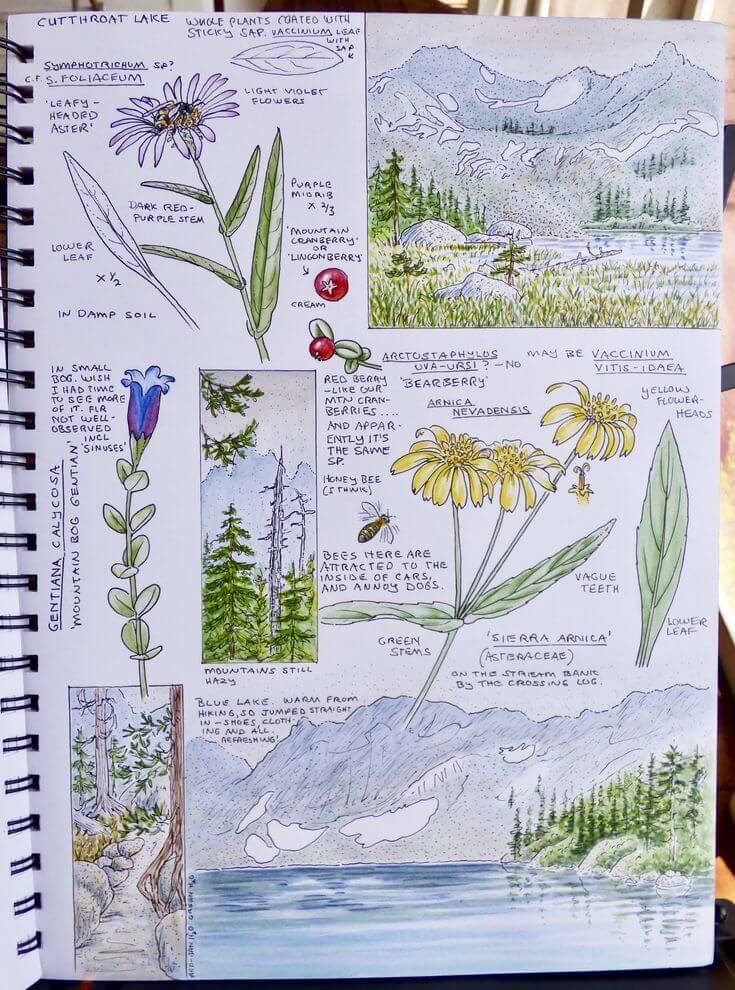 Photo of the Nature and Art Journal